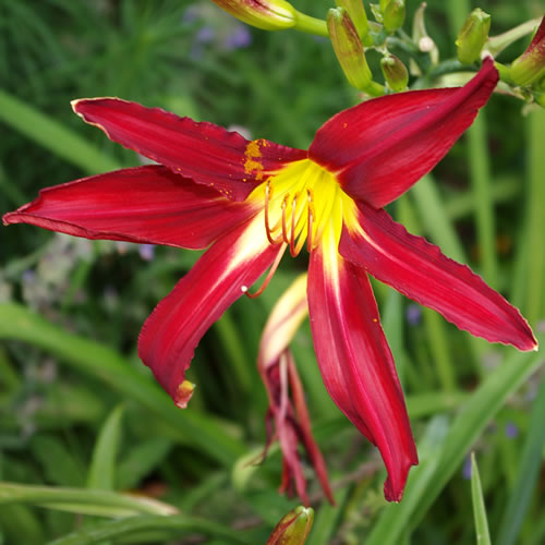Hemerocallis Holly Dancer